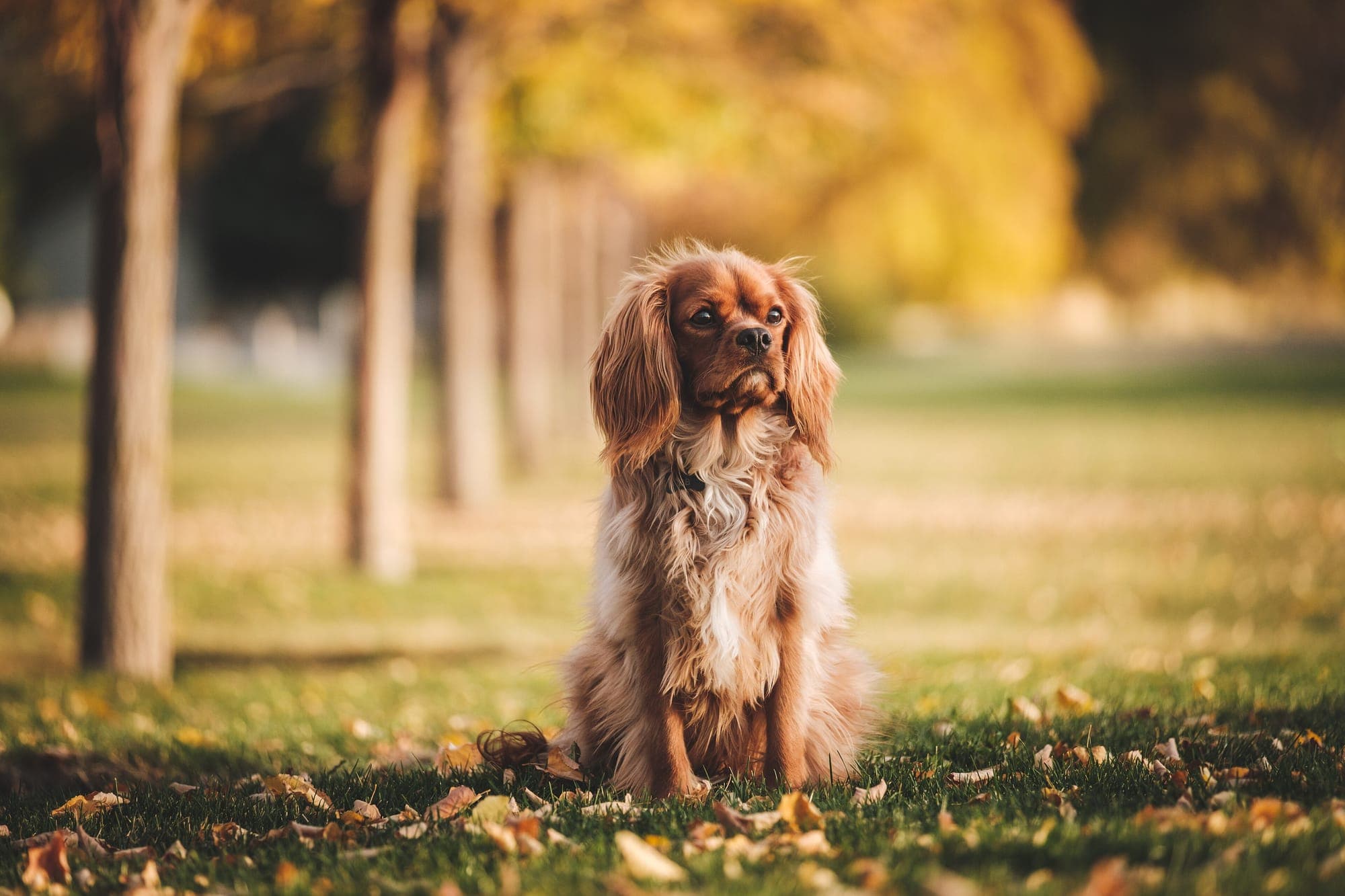 A spaniel sitting on the grass of a tree-lined park in golden light