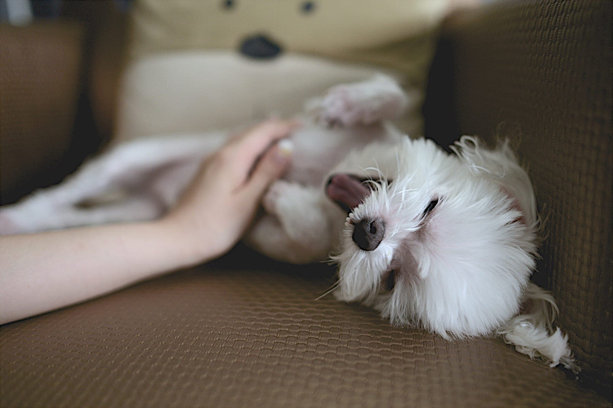 A hand rubbing the belly of a small white dog rolling on a sofa