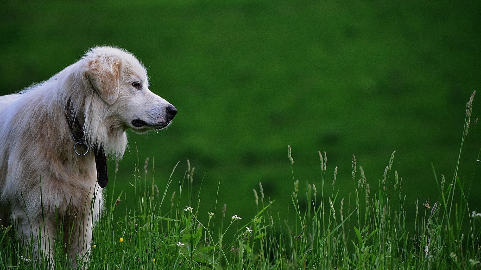 A pale, shaggy dog standing in long green grass