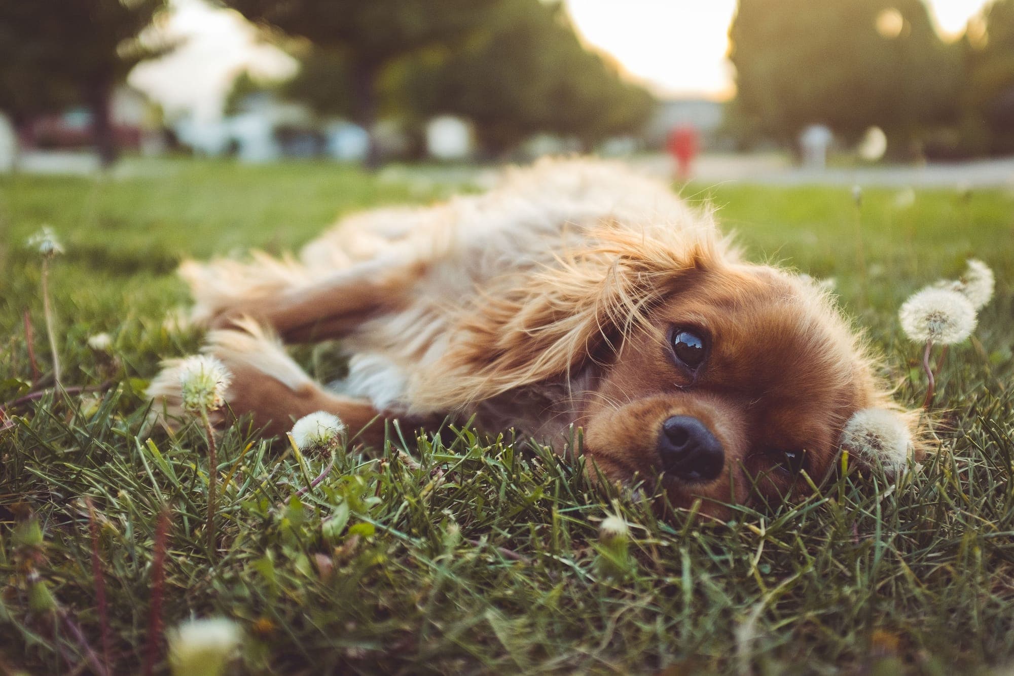A spaniel lying in the grass among dandelions