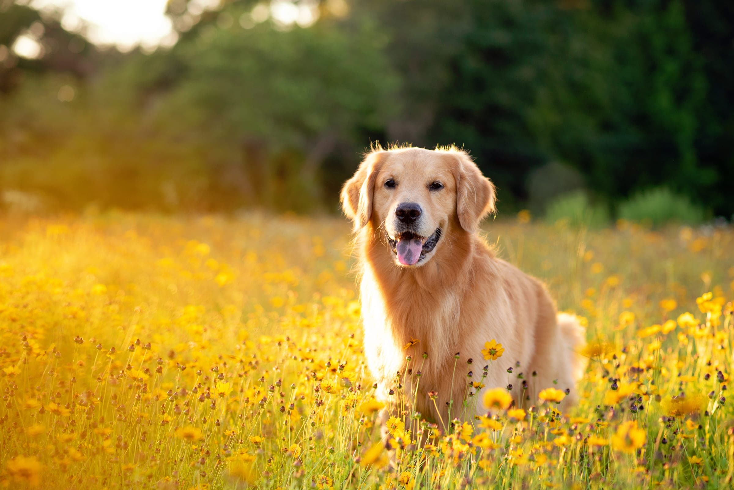 A golden retriever smiling in a meadow of yellow flowers at sunset