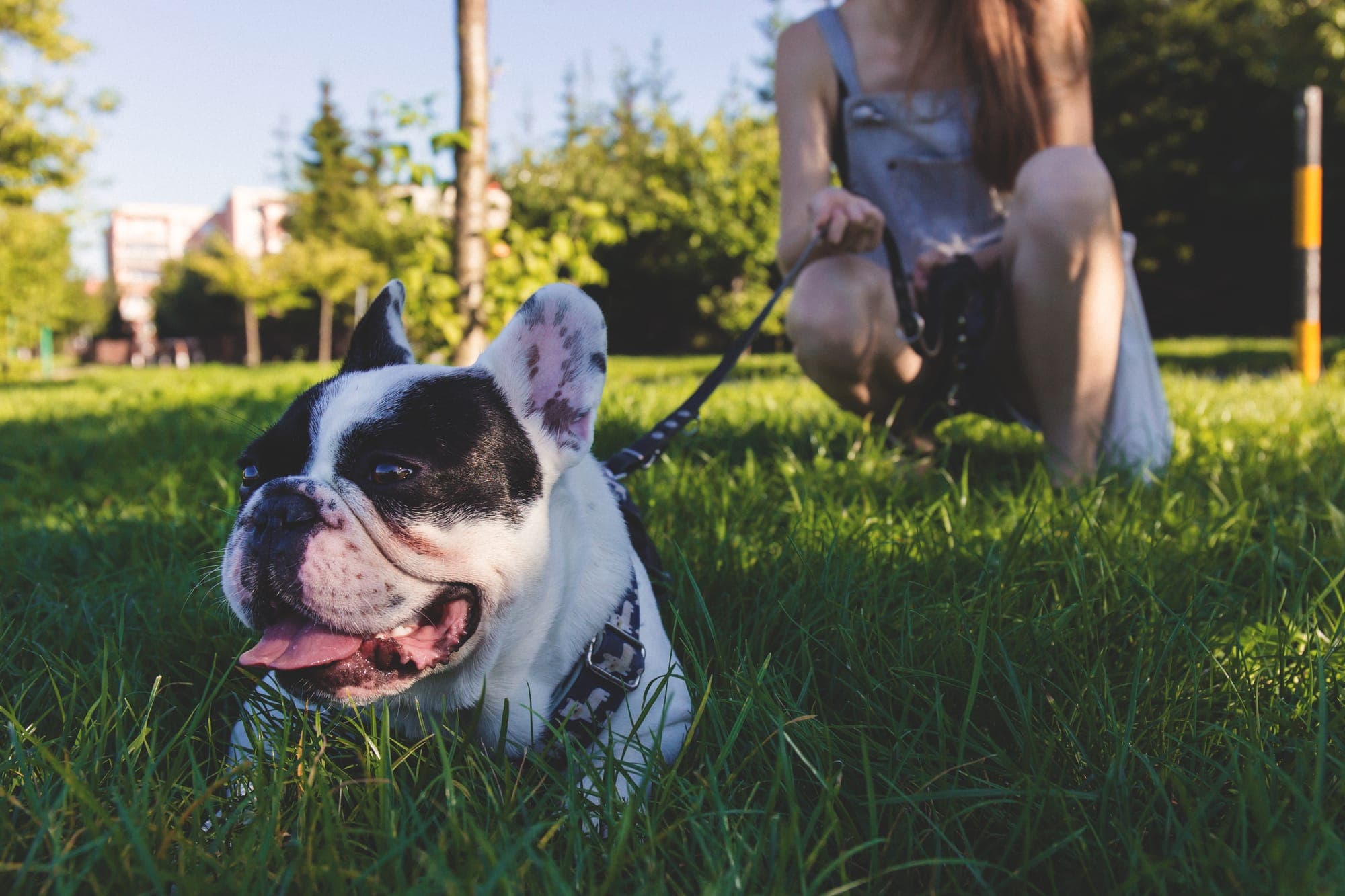 A person crouching in a park beside a black and white dog on a lead