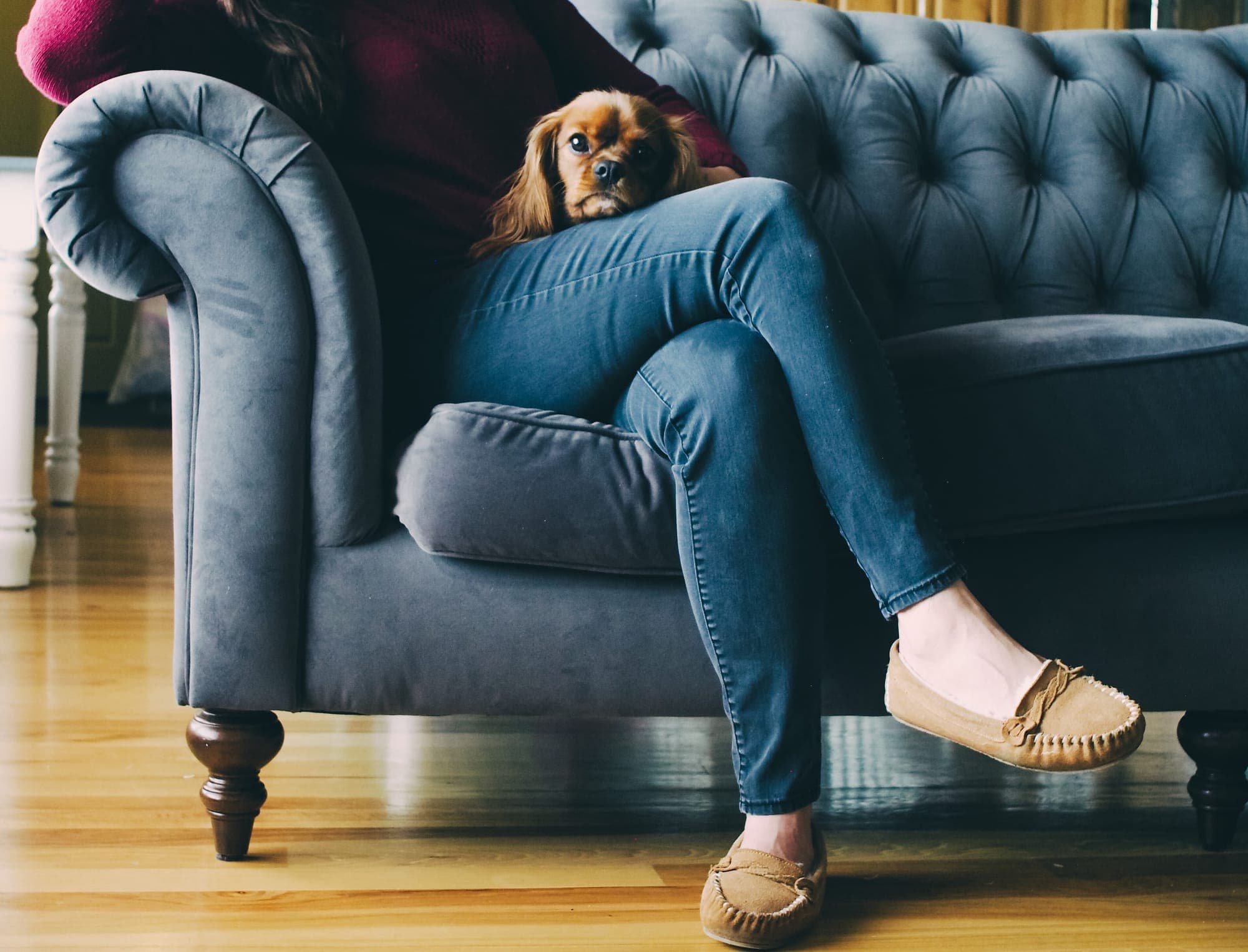 A small spaniel peeking over the knee of someone relaxing in an armchair