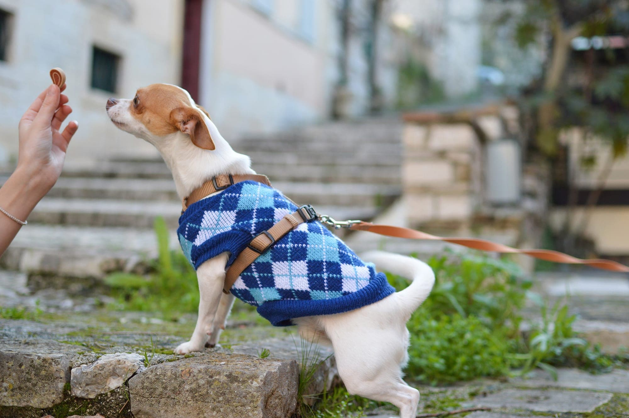 A hand offering a treat to a small dog in a knitted jumper