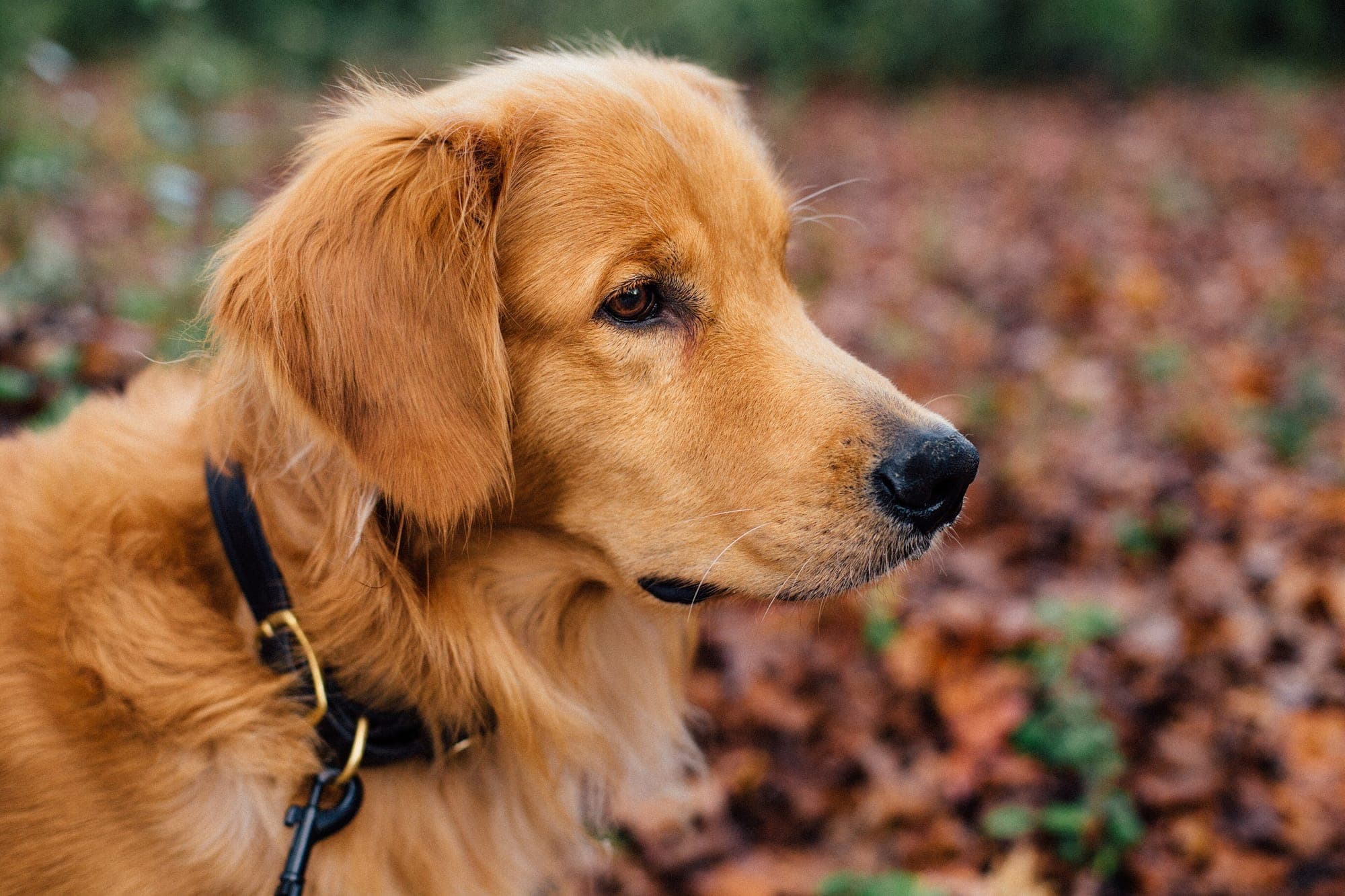 A golden retriever among autumn leaves