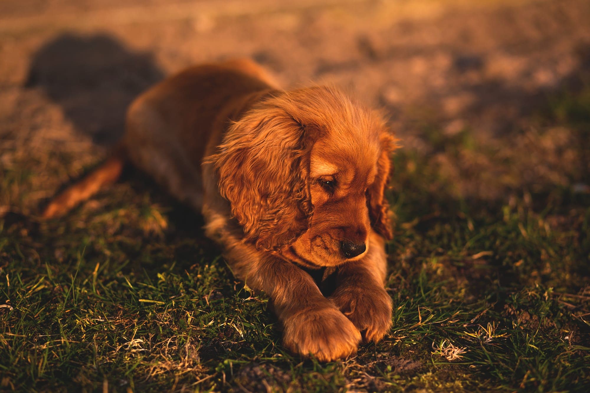 A spaniel puppy lying in the grass in evening sunlight