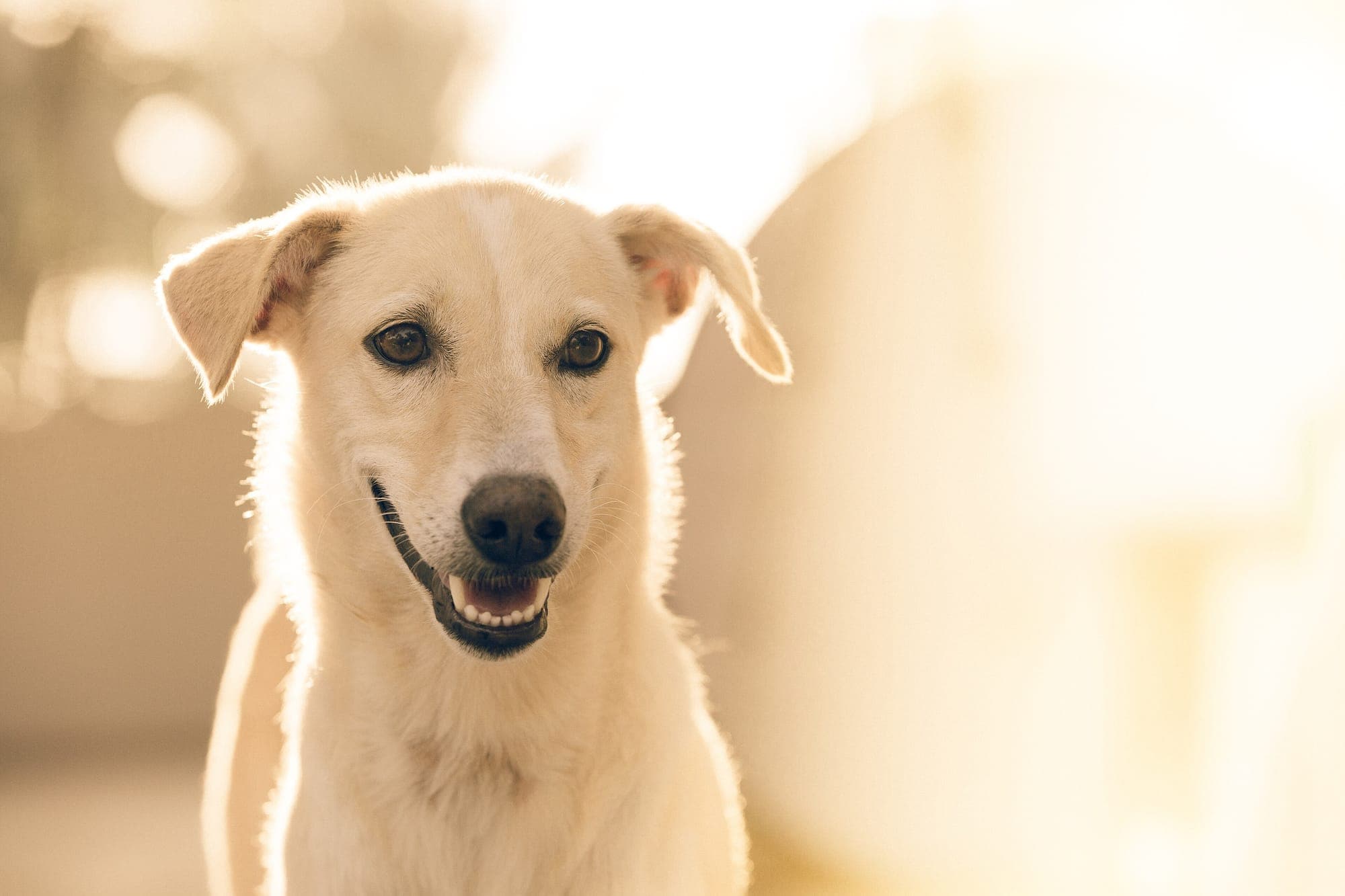 A smiling dog in warm sunlight