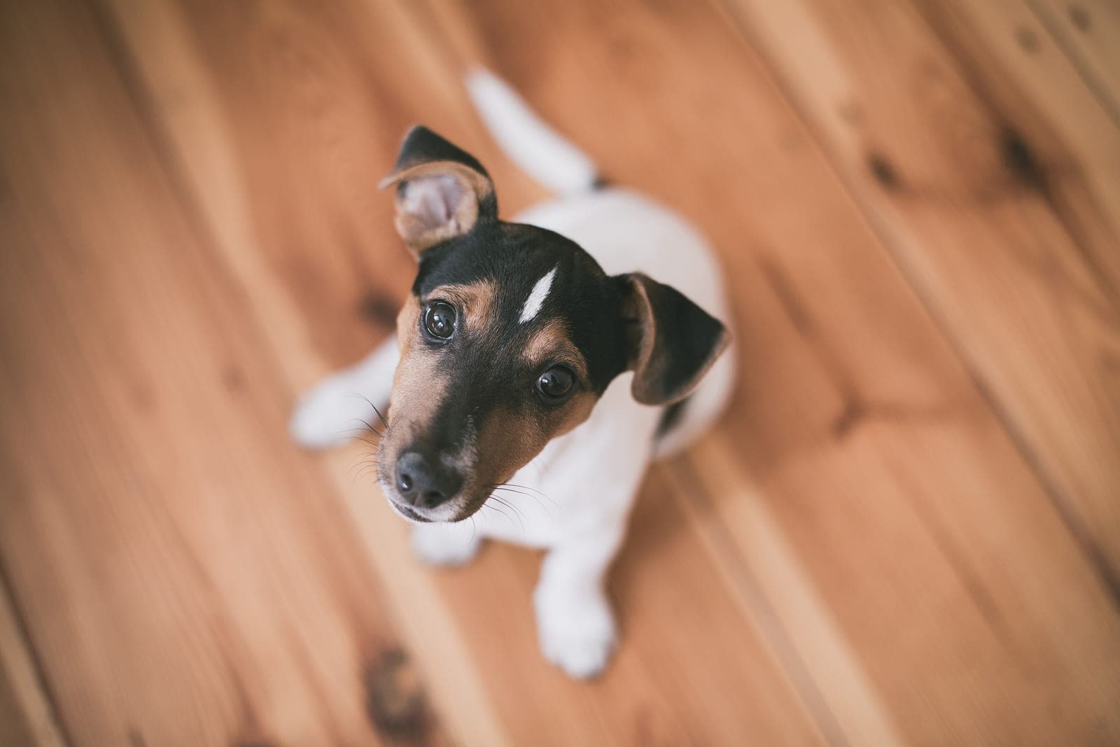 Biscuit, a demo dog