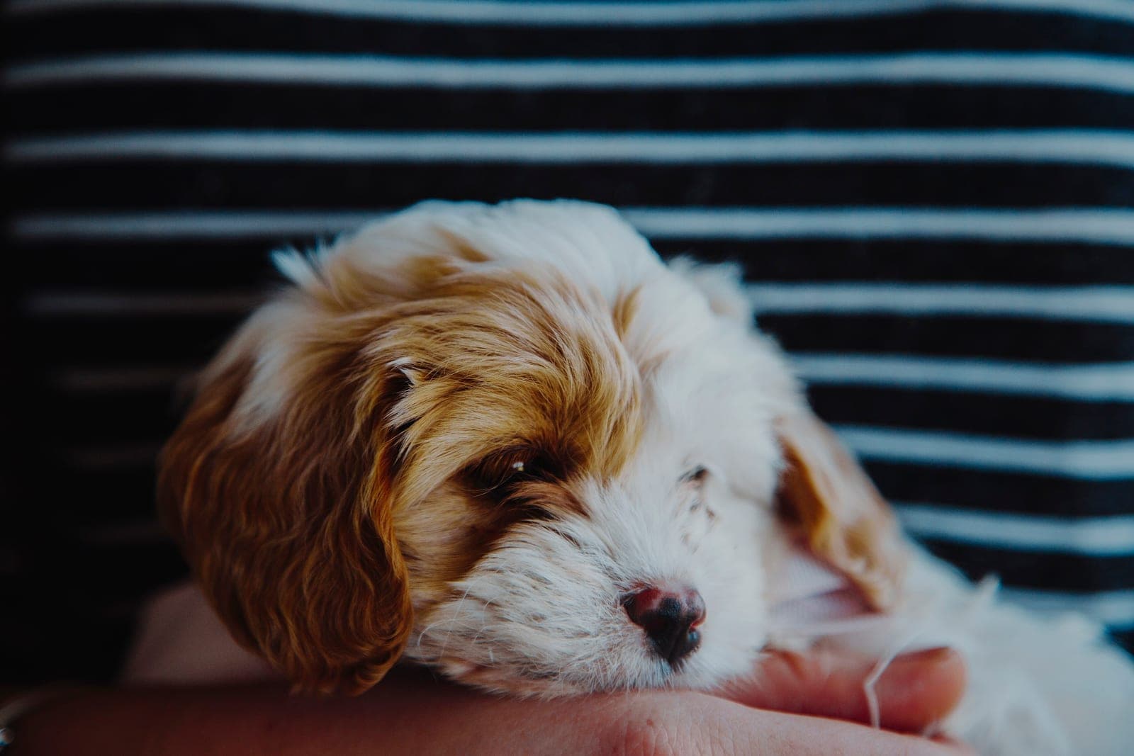 Archie, a demo dog