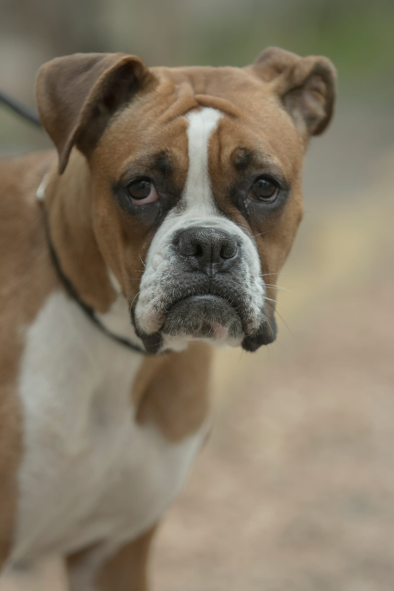 Bruno, a demo dog